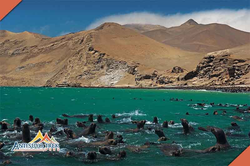 Booking of paracas.